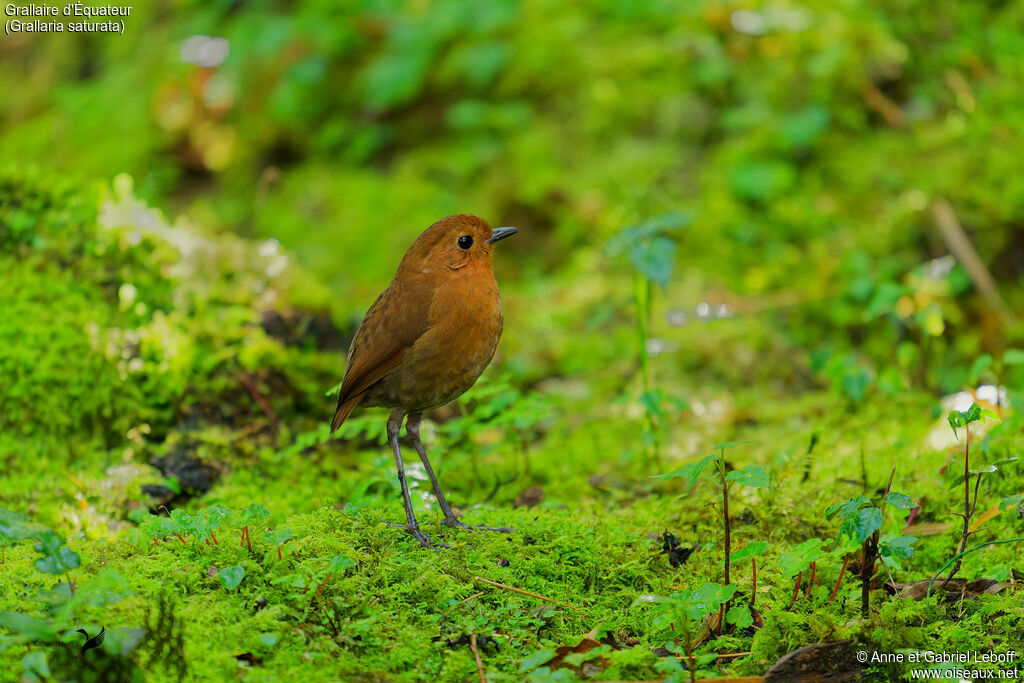 Equatorial Antpittaadult