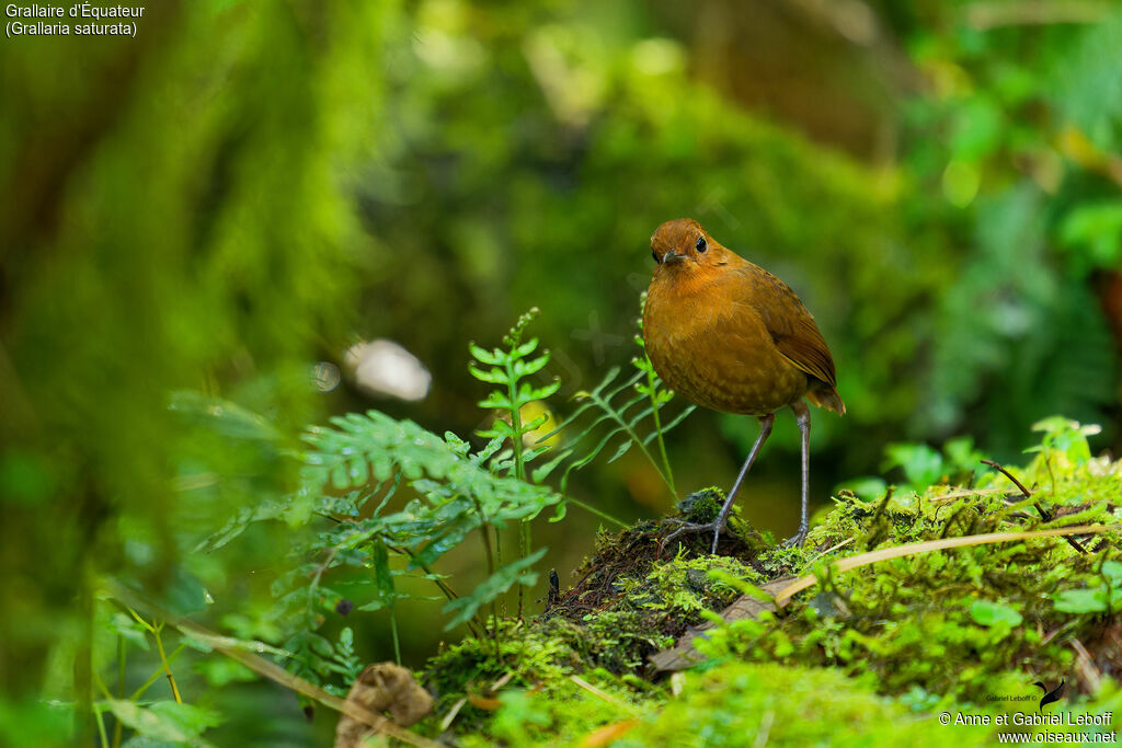 Equatorial Antpittaadult