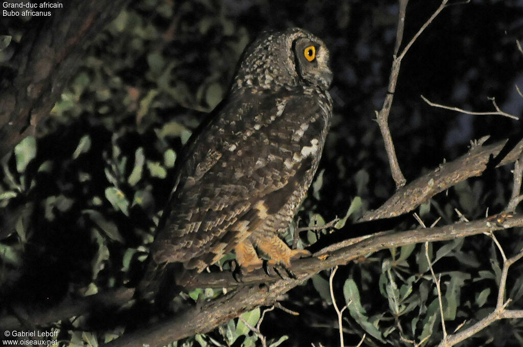 Spotted Eagle-Owlimmature