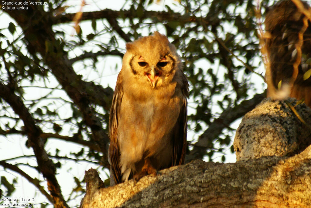 Verreaux's Eagle-Owl