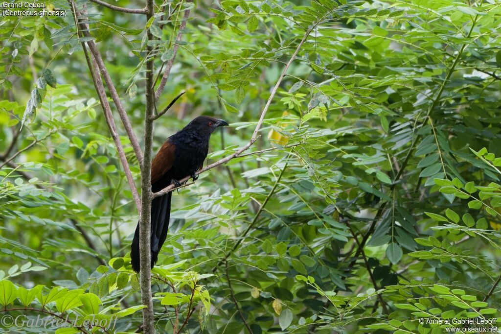 Greater Coucal