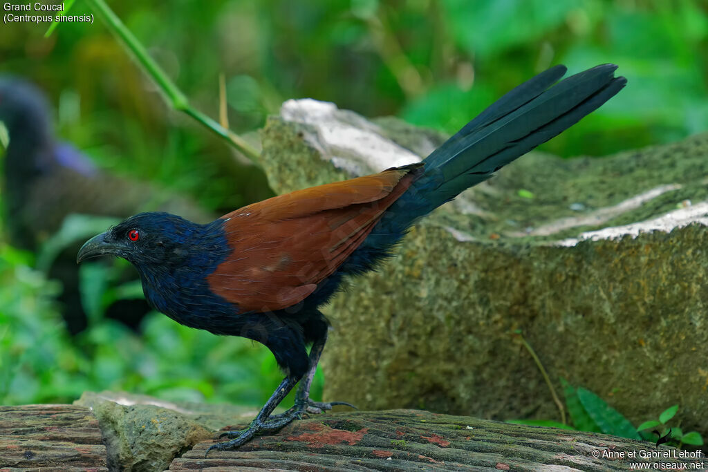 Greater Coucal