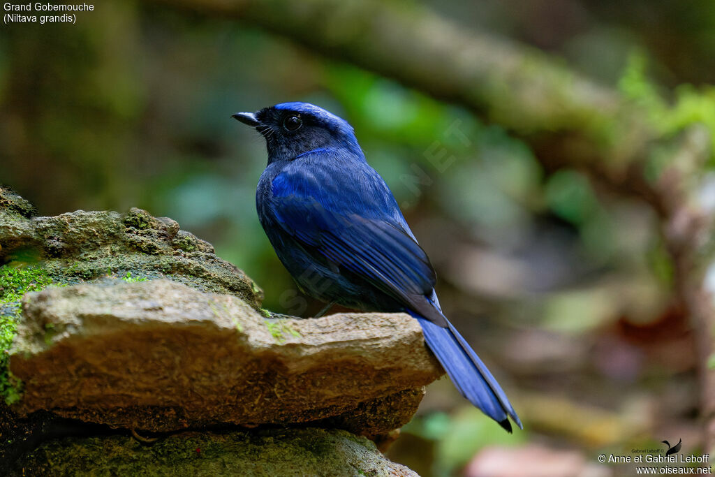 Large Niltava male