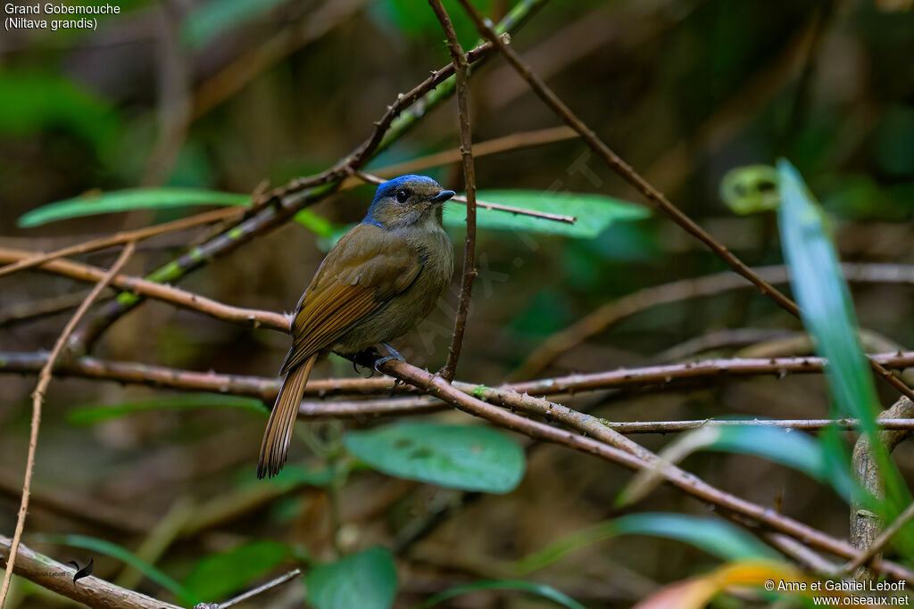 Large Niltava female