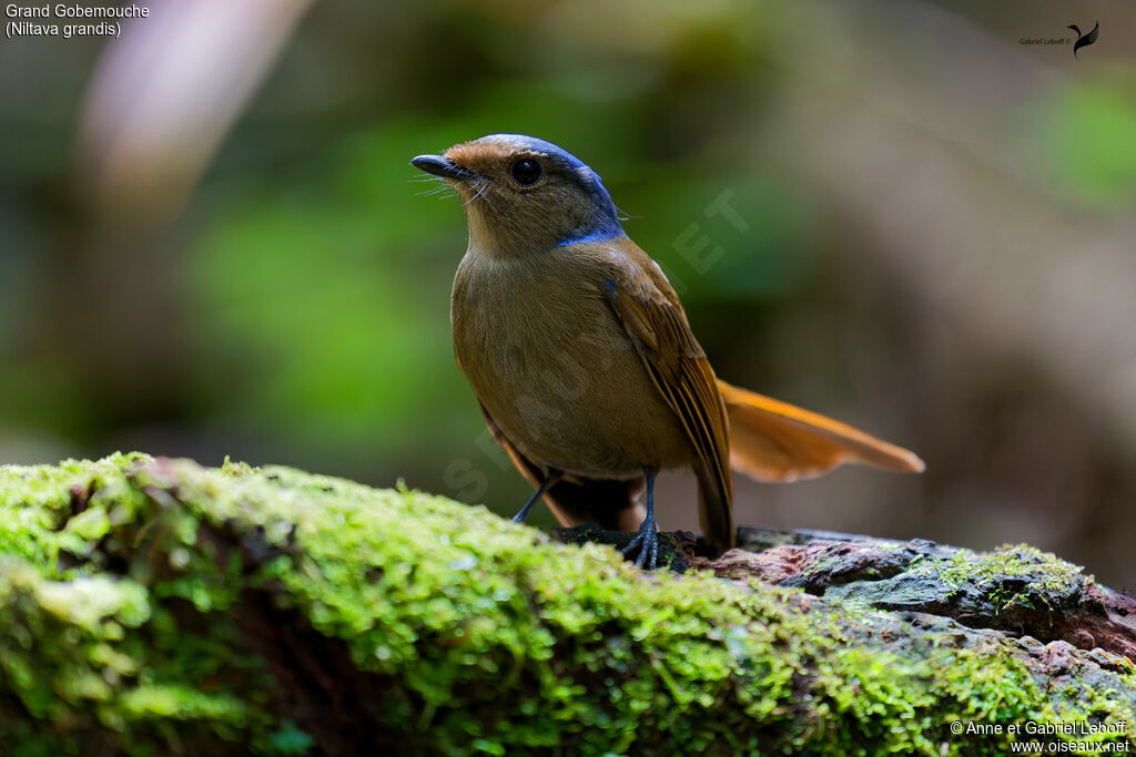 Large Niltava female