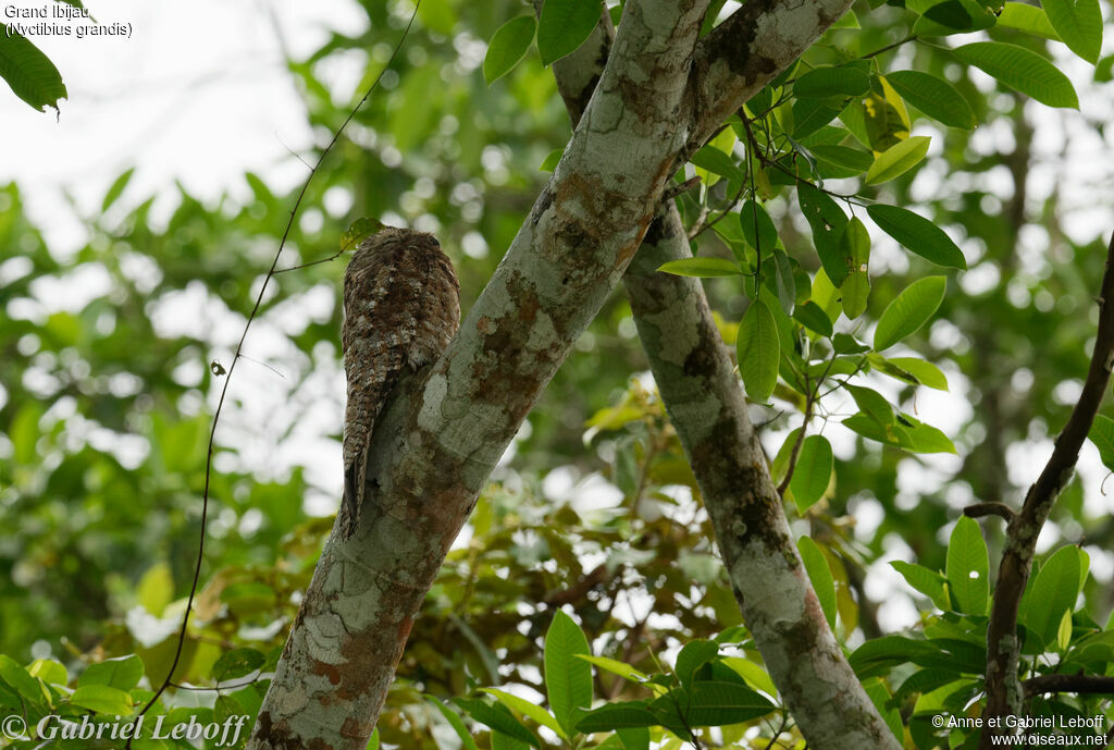 Great Potoo
