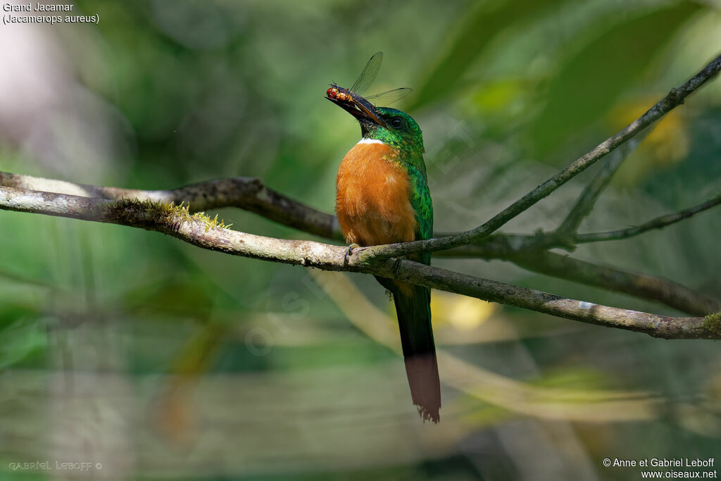 Grand Jacamar