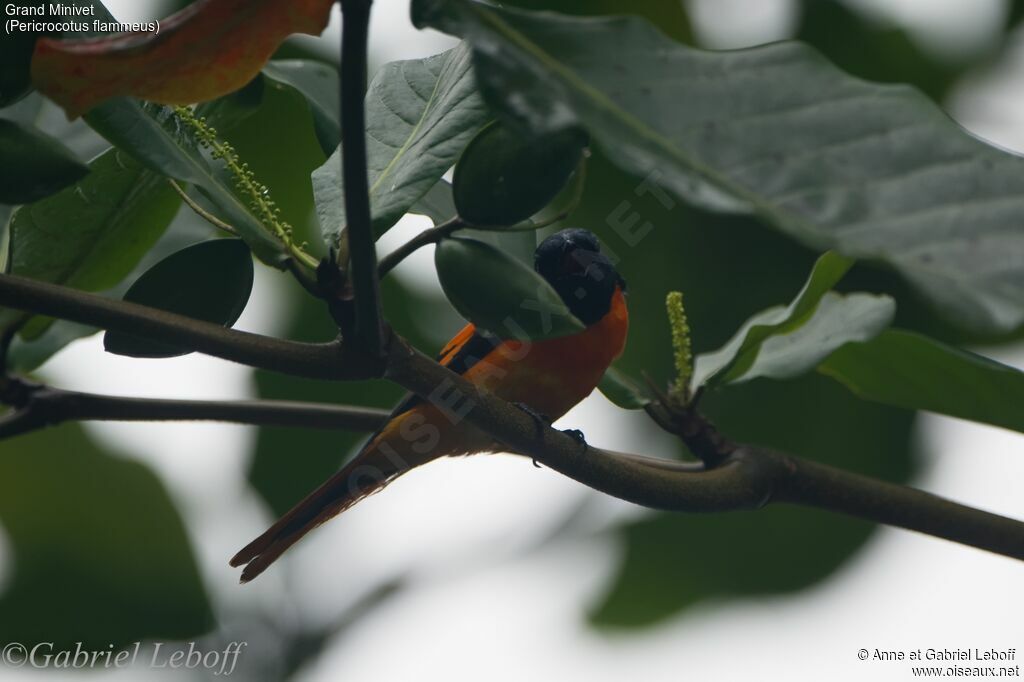 Orange Minivet
