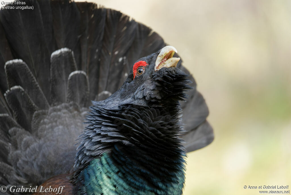 Western Capercaillie male