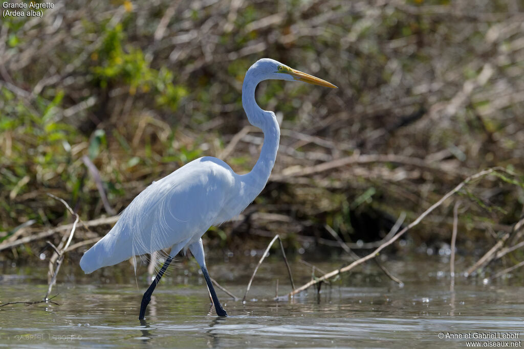 Great Egret