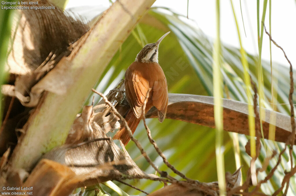 Narrow-billed Woodcreeper