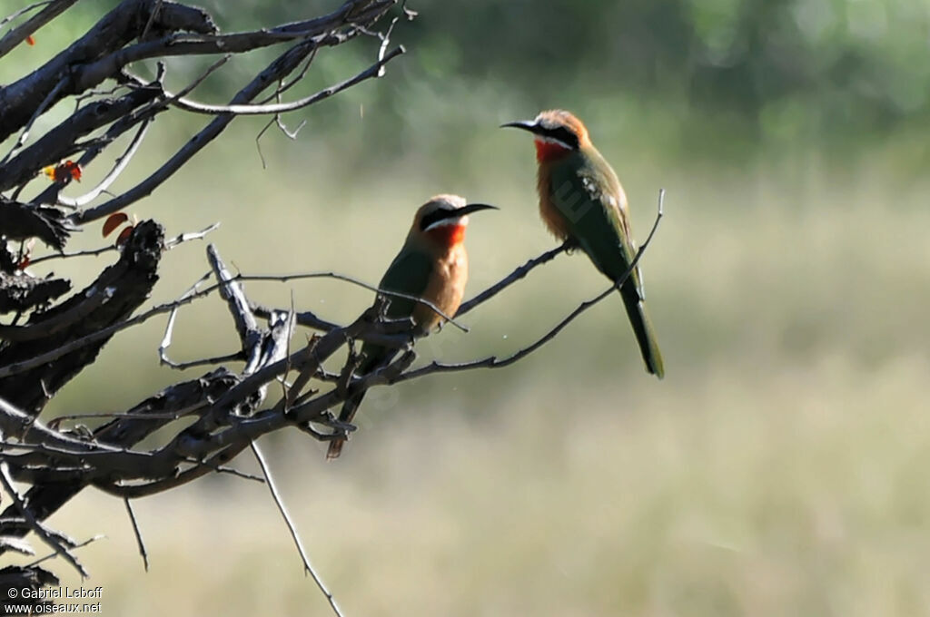White-fronted Bee-eater