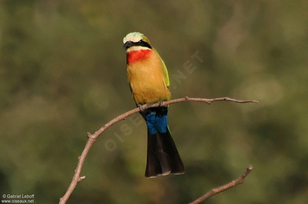 White-fronted Bee-eater