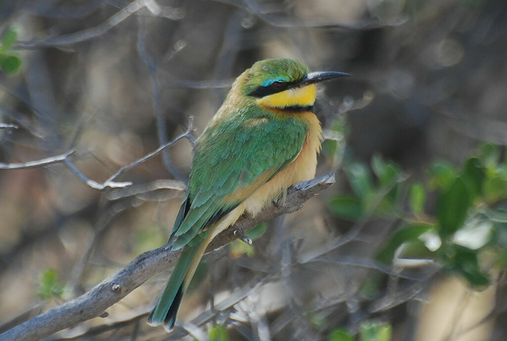 Guêpier nain
