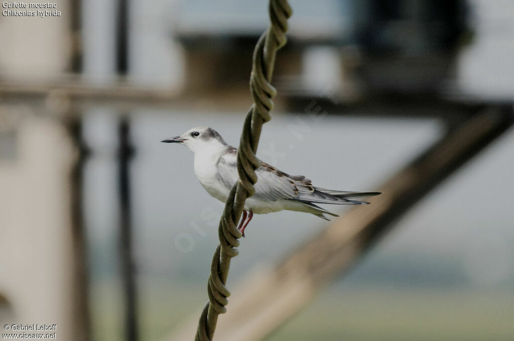 Whiskered Tern