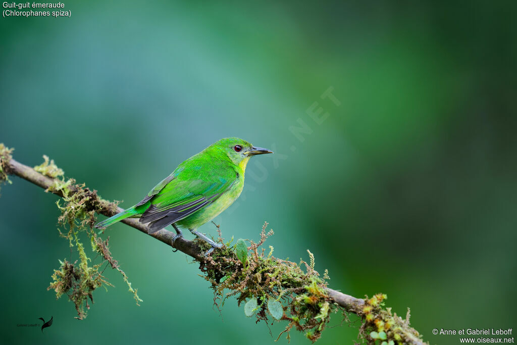 Green Honeycreeper female