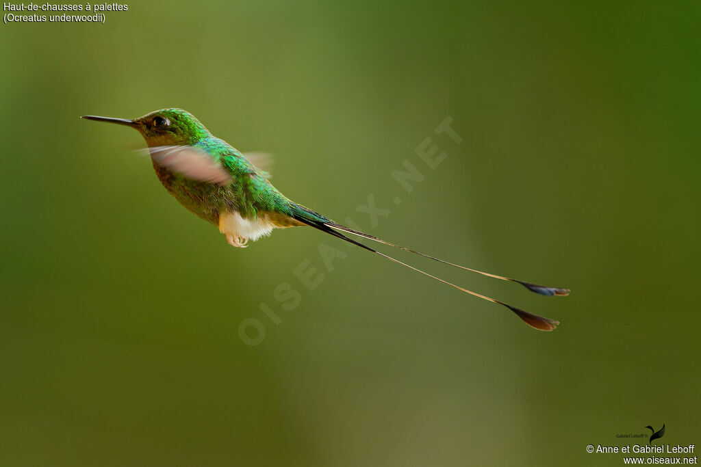 White-booted Racket-tail male