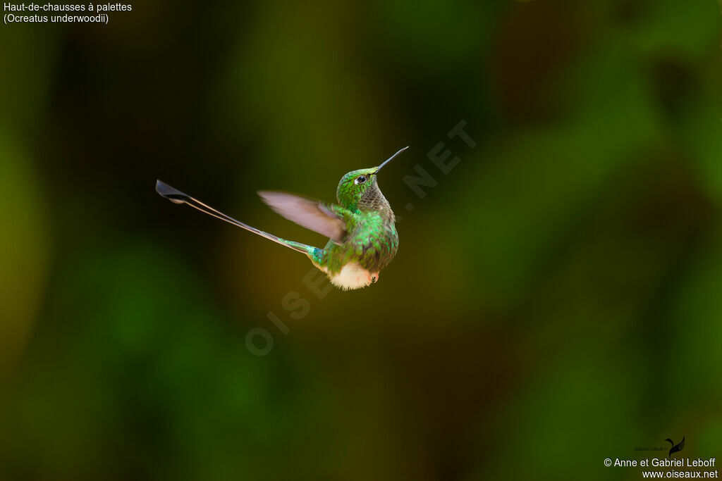 White-booted Racket-tail male adult