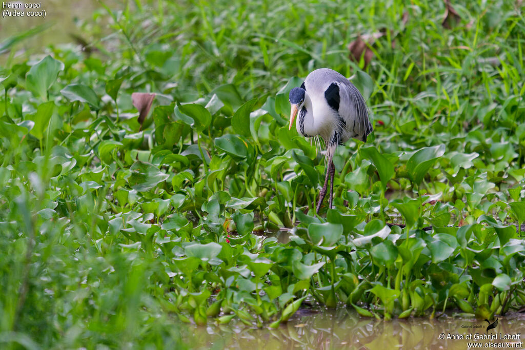Cocoi Heron