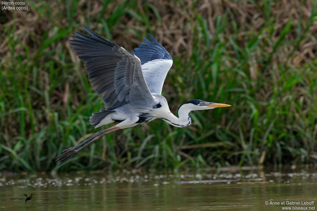 Cocoi Heron