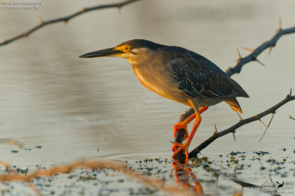 Little Heron