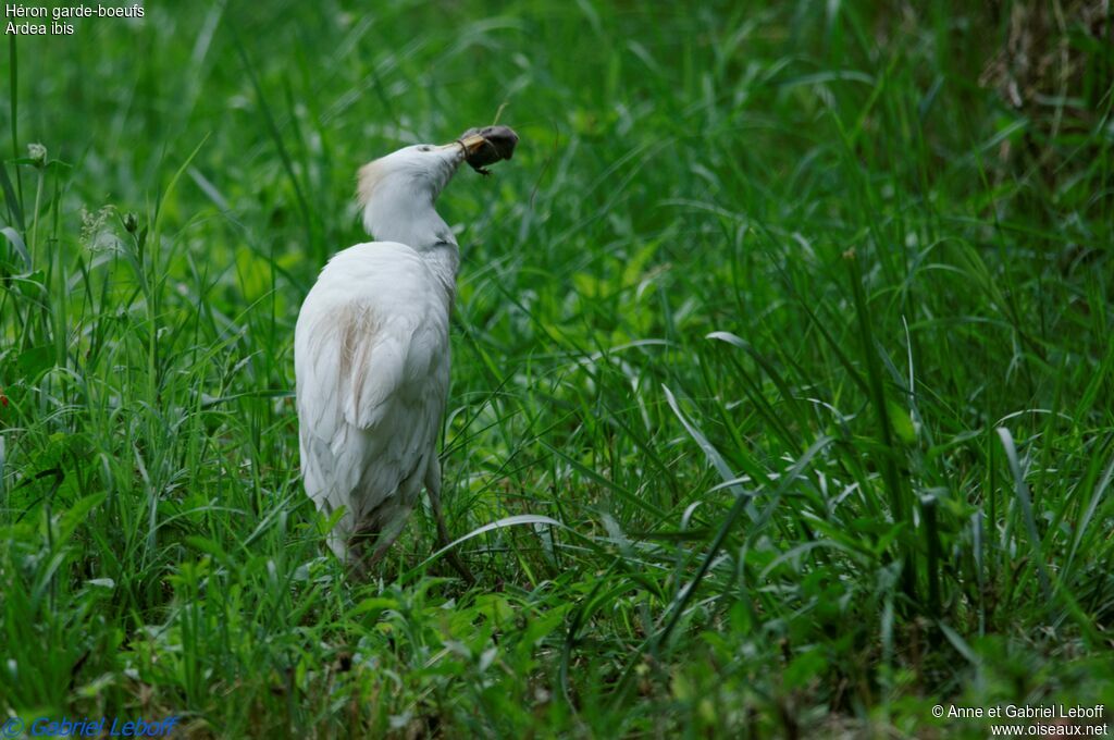 Western Cattle Egret