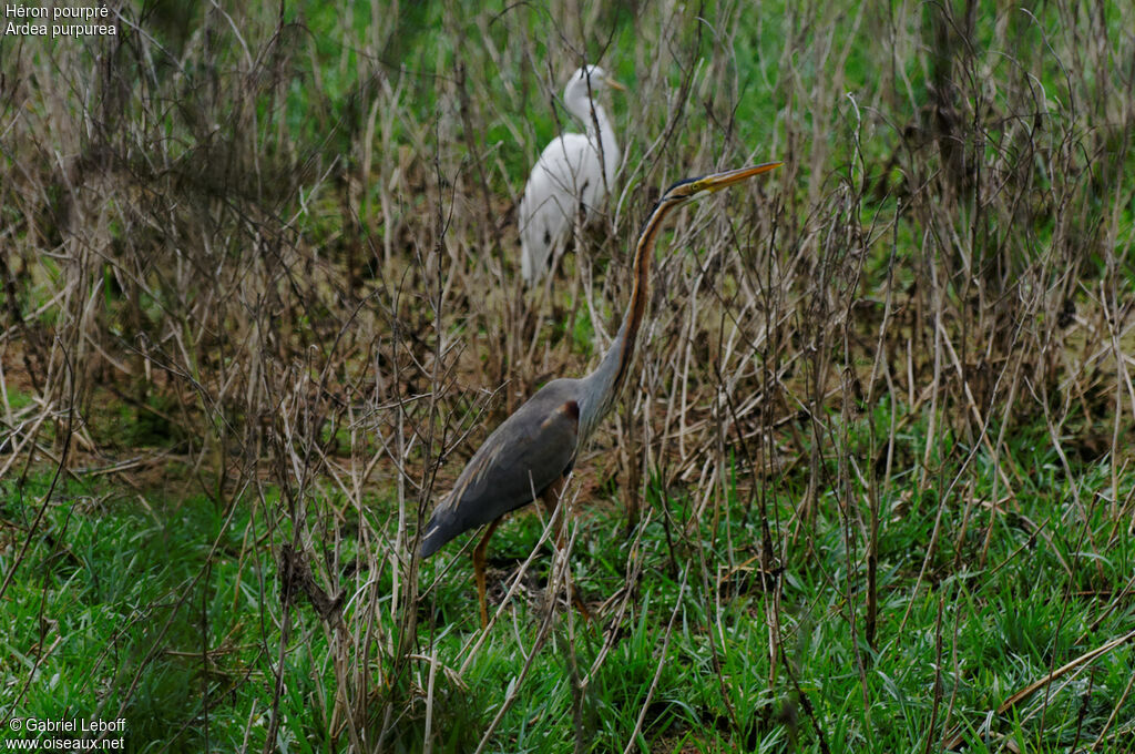 Purple Heron