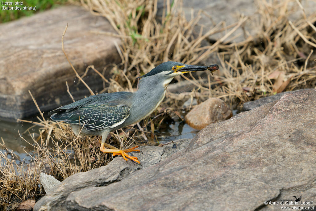Striated Heron, fishing/hunting