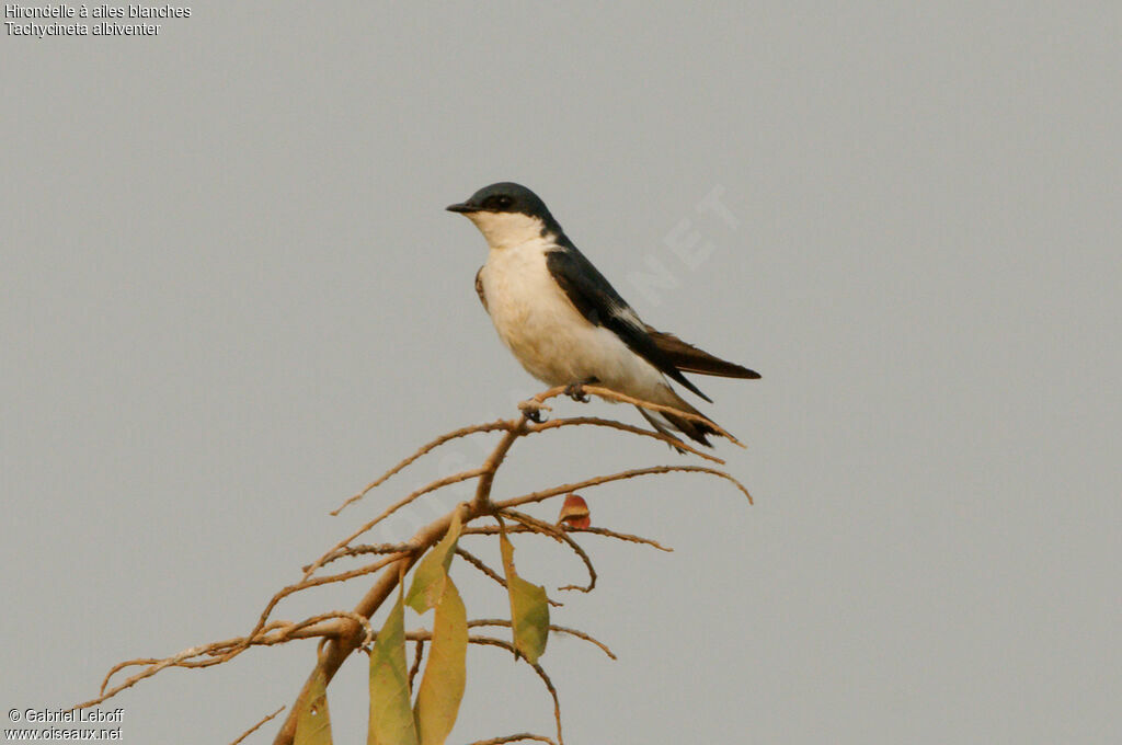 Hirondelle à ailes blanches