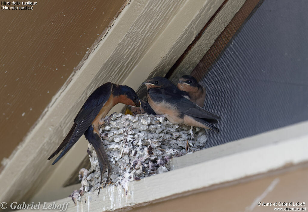 Barn Swallow