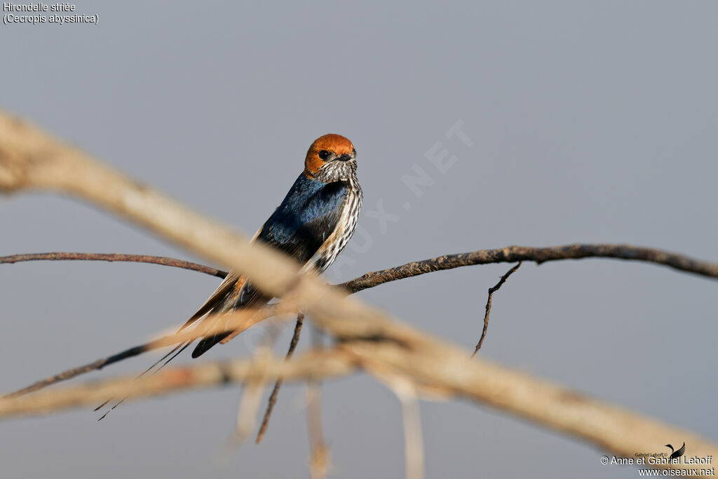 Lesser Striped Swallowadult
