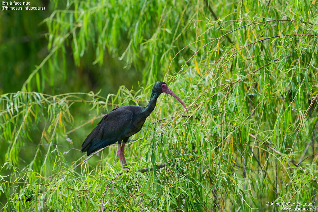 Bare-faced Ibisadult
