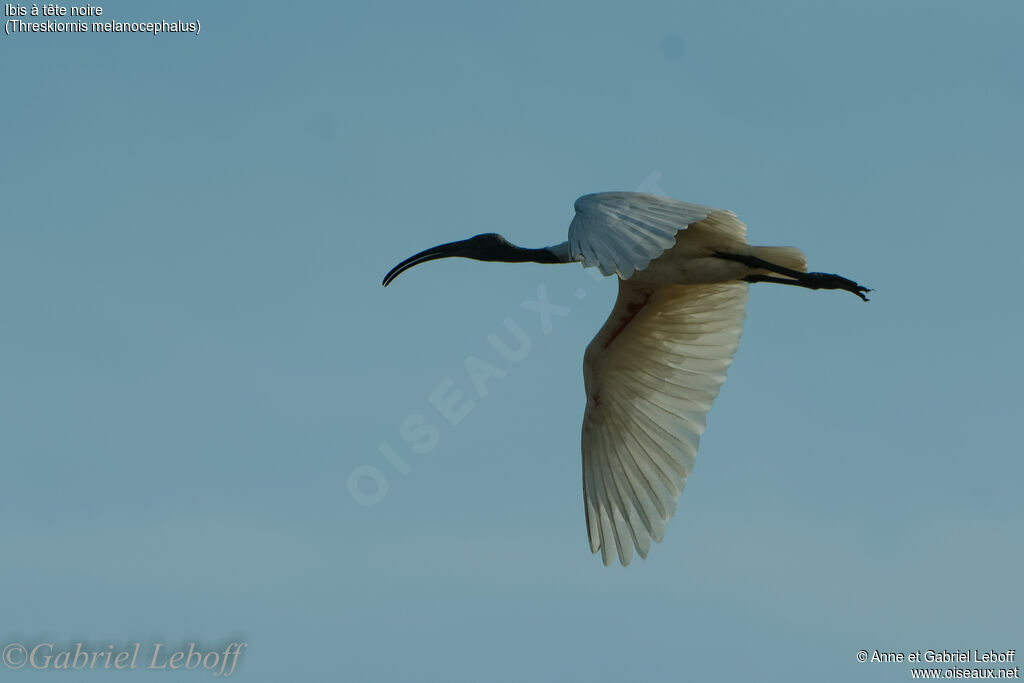 Ibis à tête noire