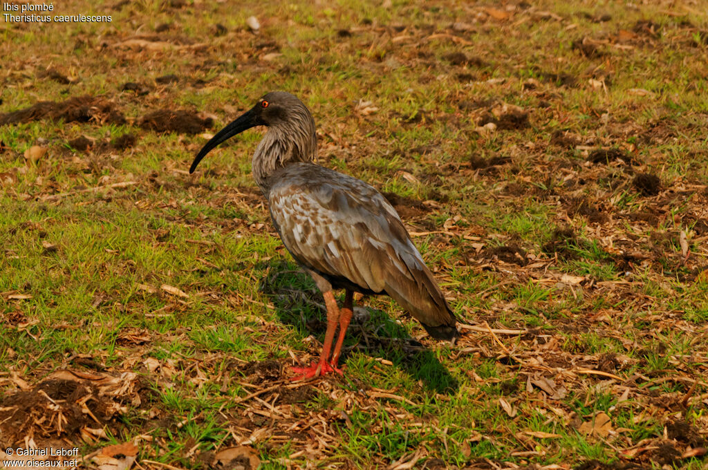 Plumbeous Ibis