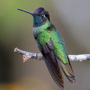Colibri de la Talamanca