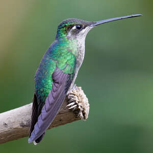 Colibri de la Talamanca