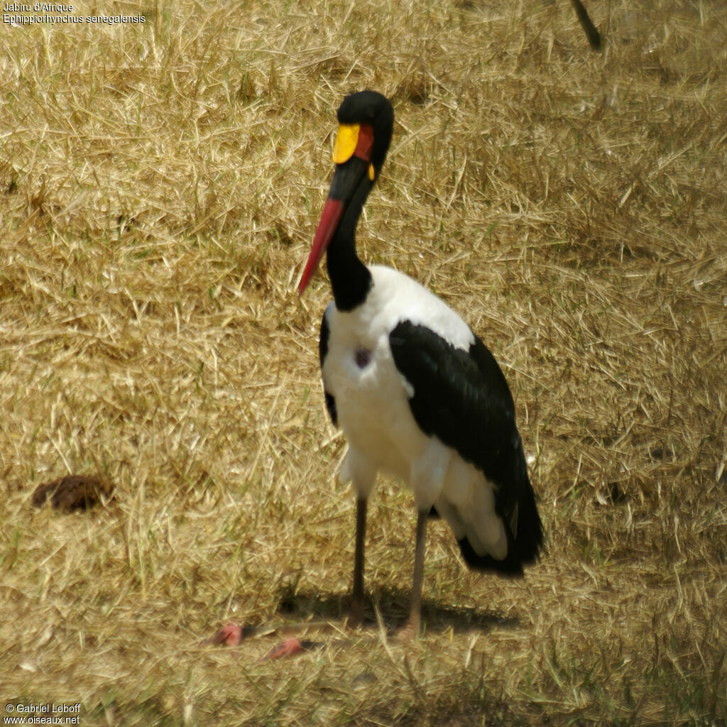 Saddle-billed Stork