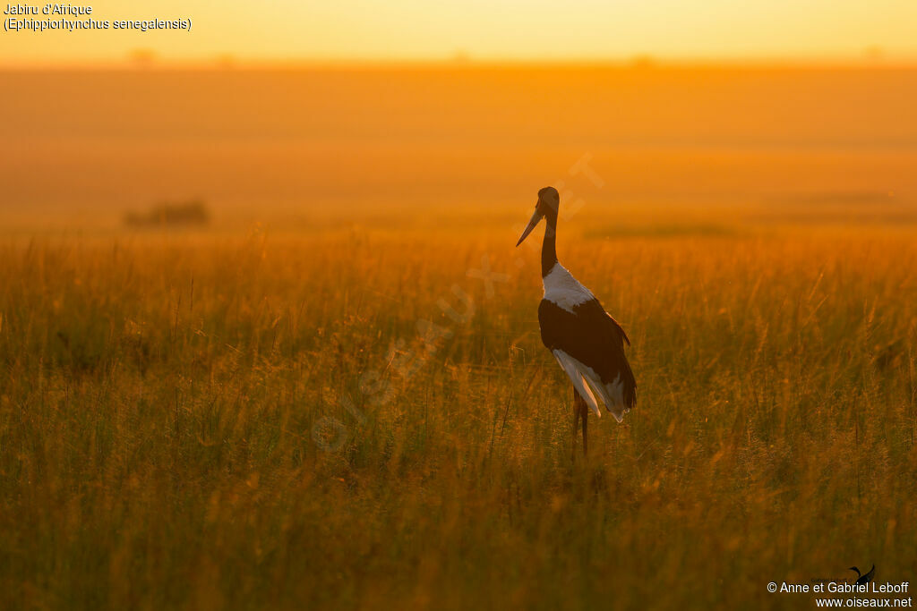 Saddle-billed Storkadult