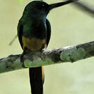 Jacamar à couronne bleue