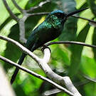 Jacamar à couronne bleue