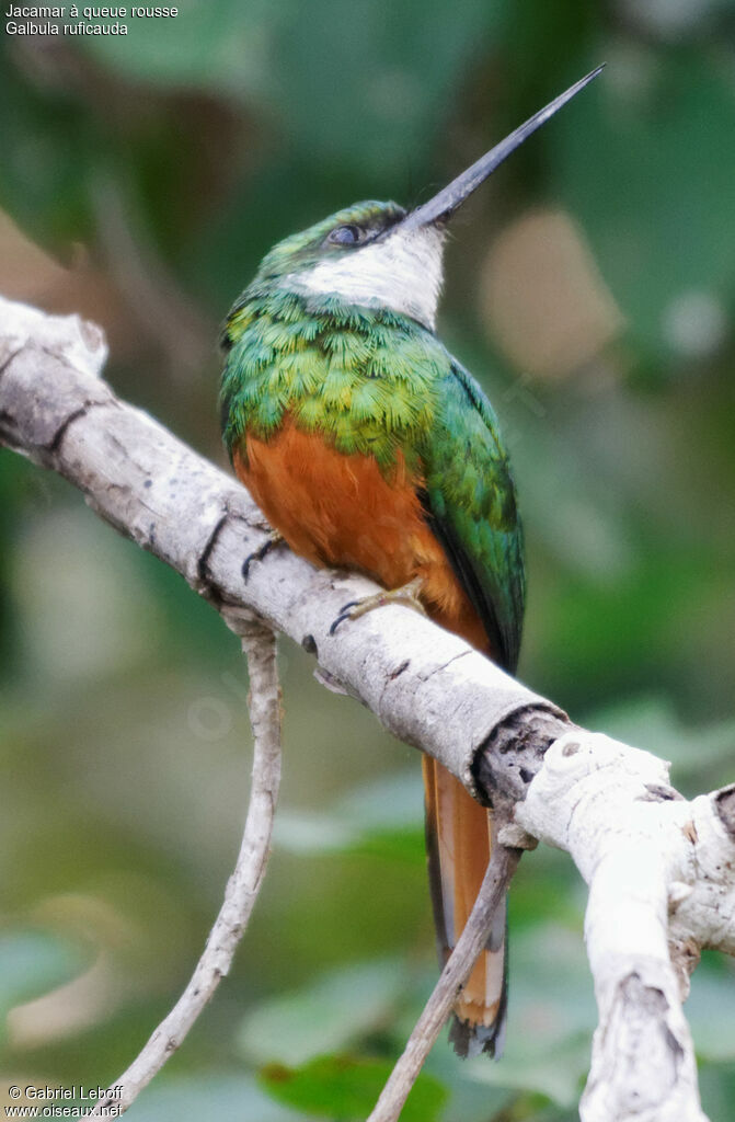 Rufous-tailed Jacamar male