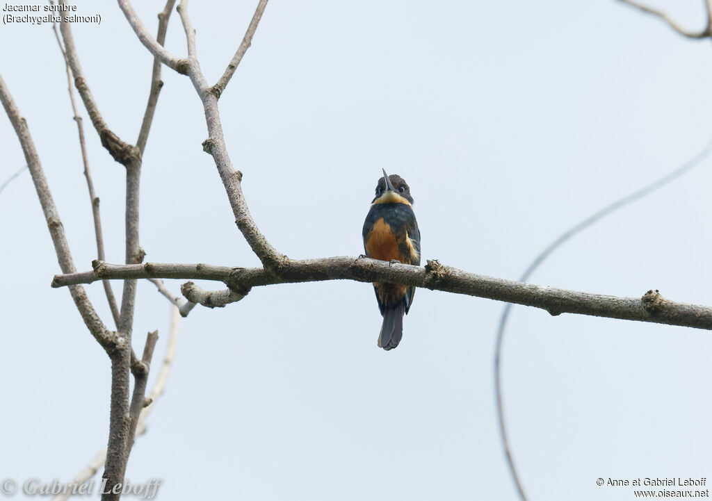 Jacamar sombre