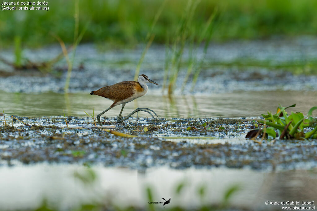 Jacana à poitrine doréeimmature
