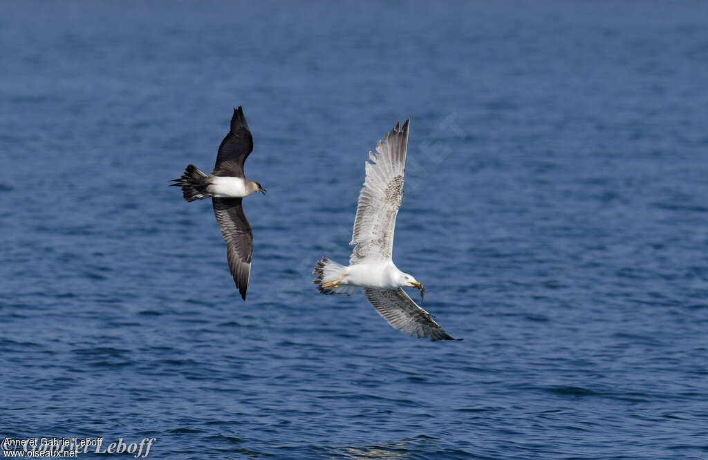 Parasitic Jaegeradult, Flight, fishing/hunting