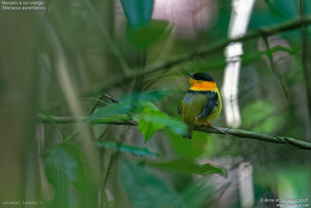 Manakin à col orange mâle