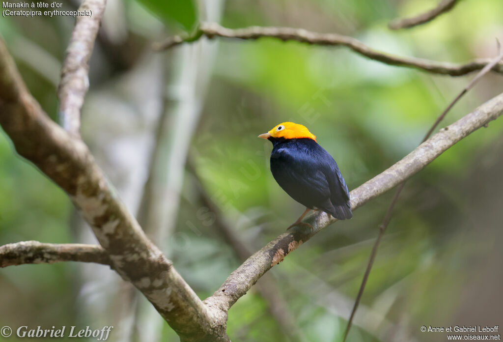 Manakin à tête d'or mâle