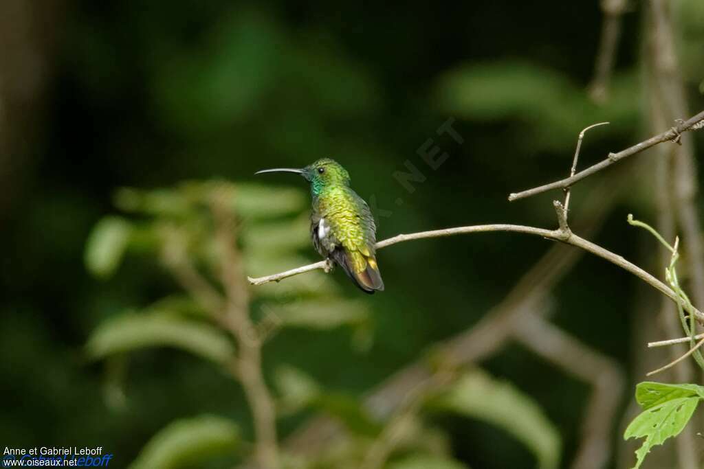 Veraguan Mango male adult, identification
