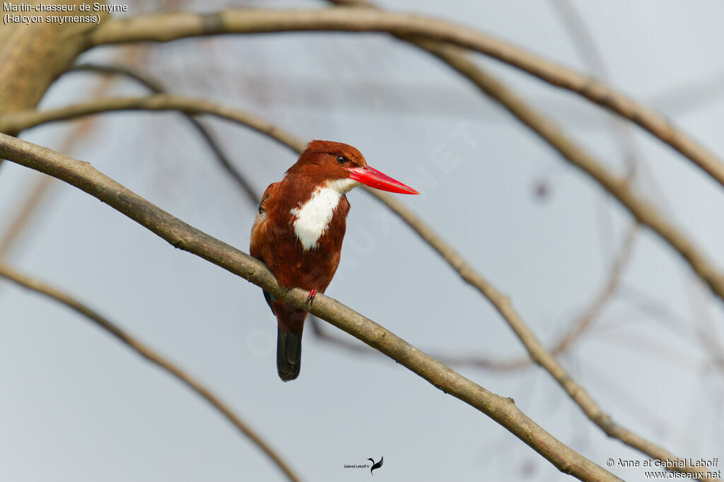 White-throated Kingfisher