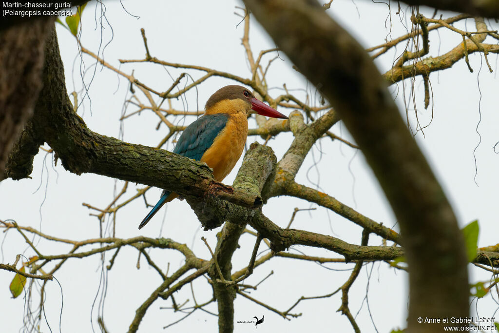 Martin-chasseur gurial