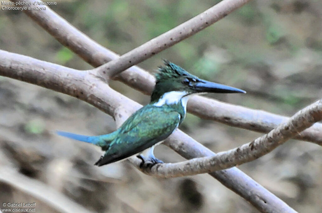 Martin-pêcheur d'Amazonie femelle